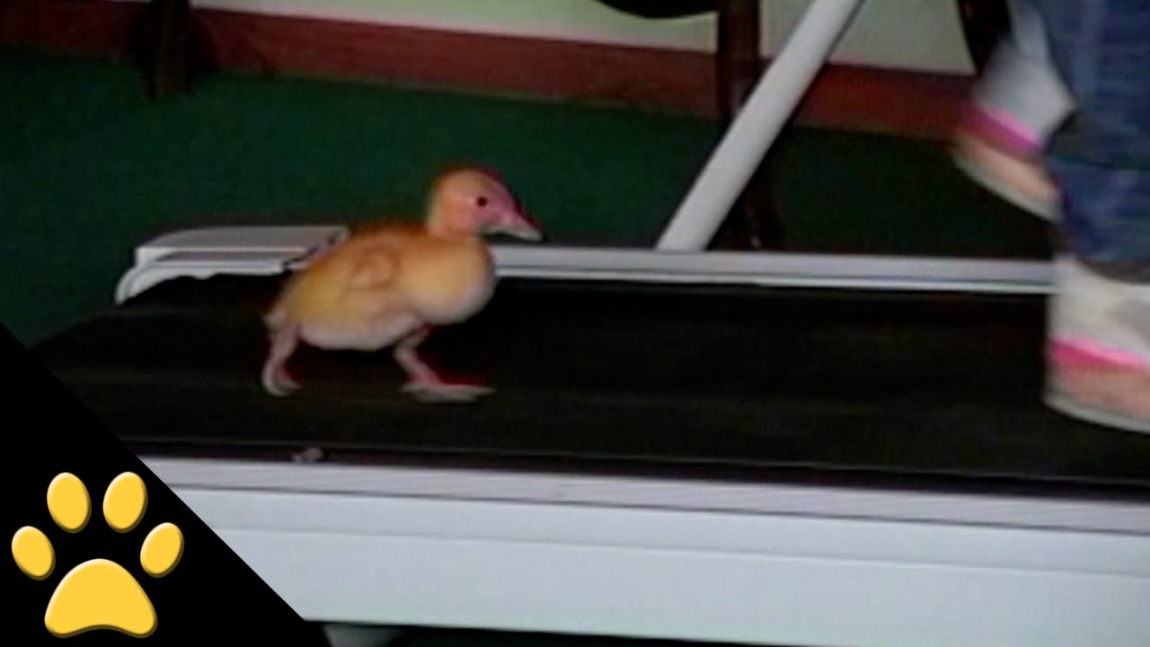 Ducks Are Awesome: Compilation - YouTube