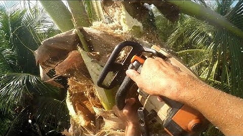 Cưa cây dừa lão vừa to vừa cao nghiêng vô nhà/dangerous coconut tree saw