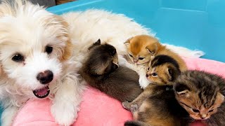 Maltipoo puppy adopts baby kittens