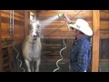 Teaching a Horse to Tolerate It's Head Being Washed