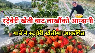 ककनीको लोभलाग्दो स्ट्रबेरी खेती || लाखौंको आम्दानी || Strawberry Farming in Nepal