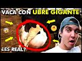 VACA con UBRE GIGANTE. VACA de UBRE GRANDE. PORQUÉ se INCHAN las UBRES  de las Vacas. el zaceta.