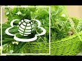 Зелень для салатів. Салатная зелень