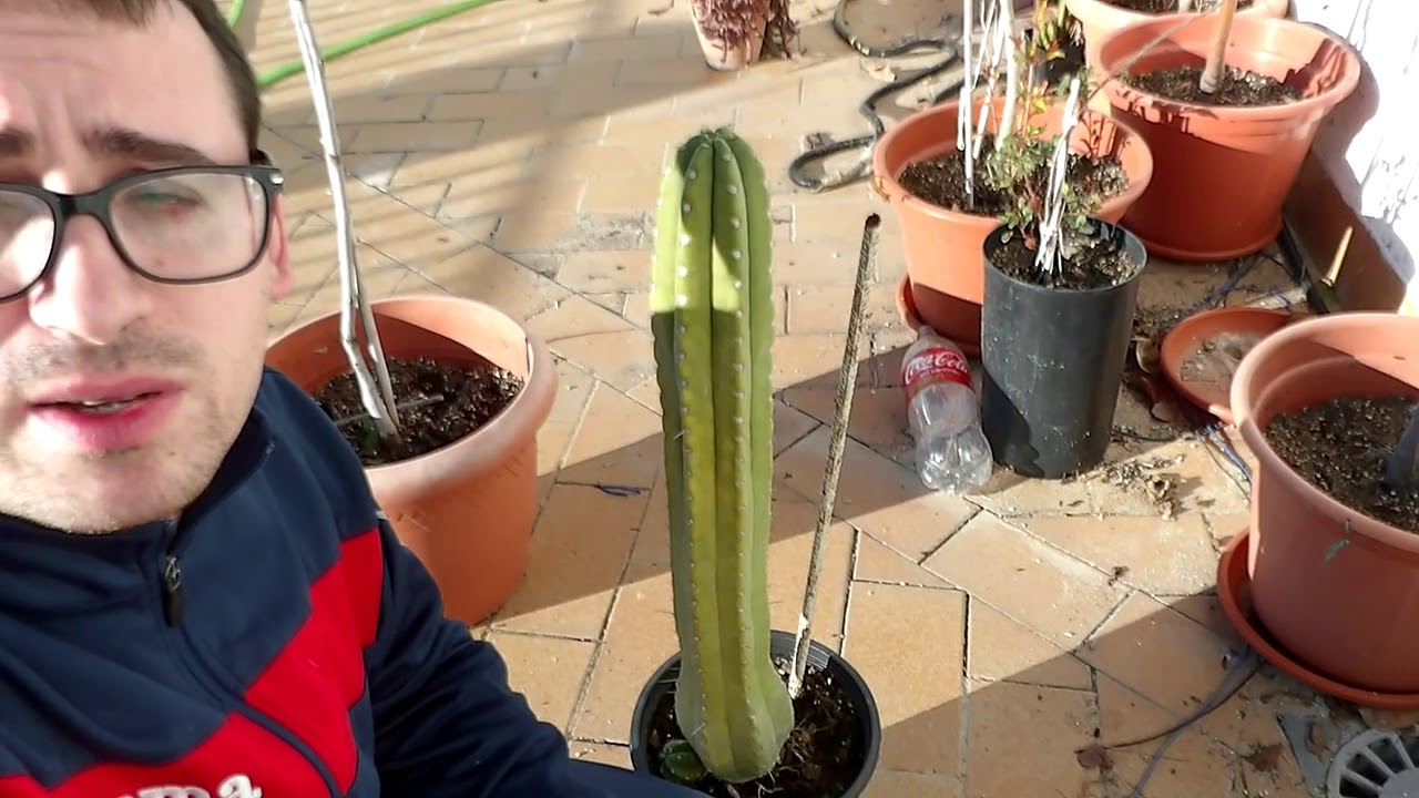 Cactus San pedro Gigante. 