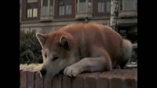 قصة وفاء الكلب هاتشيكو اوفي كلب في العالم