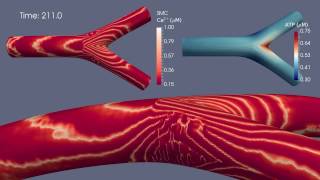 [Ca2+] Dynamics in Smooth Muscle Cells—50° Arterial Bifurcation Simulation