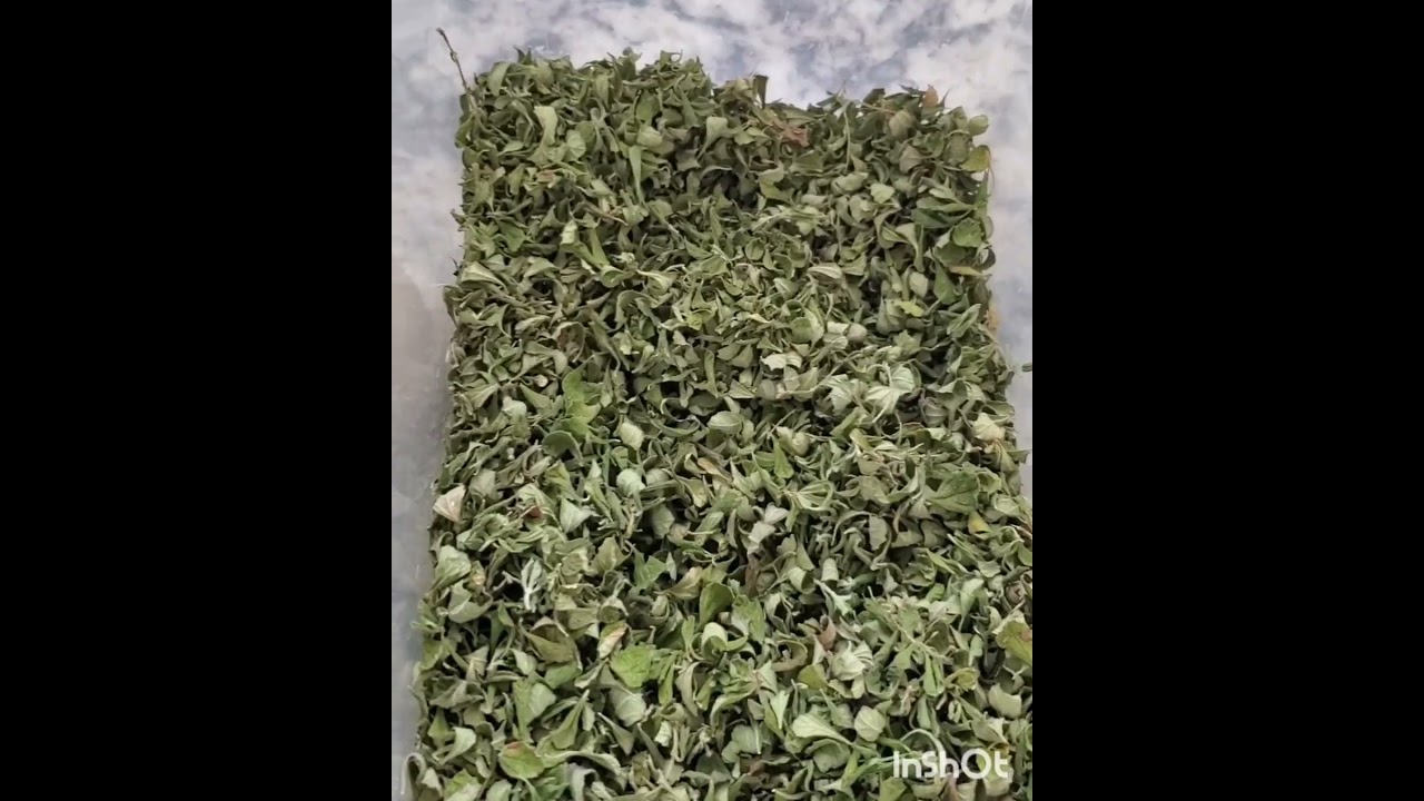 Cosechar, deshidratar y almacenar orégano. Muy conveniente para guardar y usar por mucho tiempo.