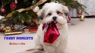 Dogs Opening Christmas Presents Compilation 2014-2015 [HD] by Funny Moments 121,620 views 9 years ago 6 minutes, 44 seconds