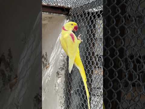 Yellow Raw #yellowraw #viral_video #videoviral #fypシ゚ #rawparrots
