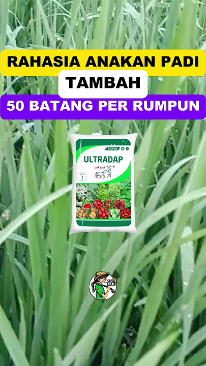 ANAKAN PADI TAMBAH 50 BATANG SEJAK PAKAI PUPUK INI #shorts