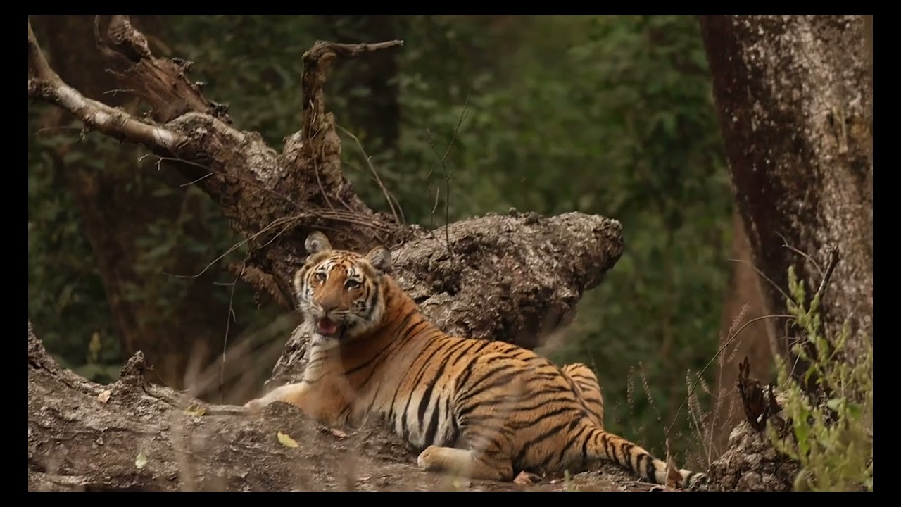 Tiger resting on a tree trunk | Wildlife Documentary | Jim Corbett national park safari | Nature