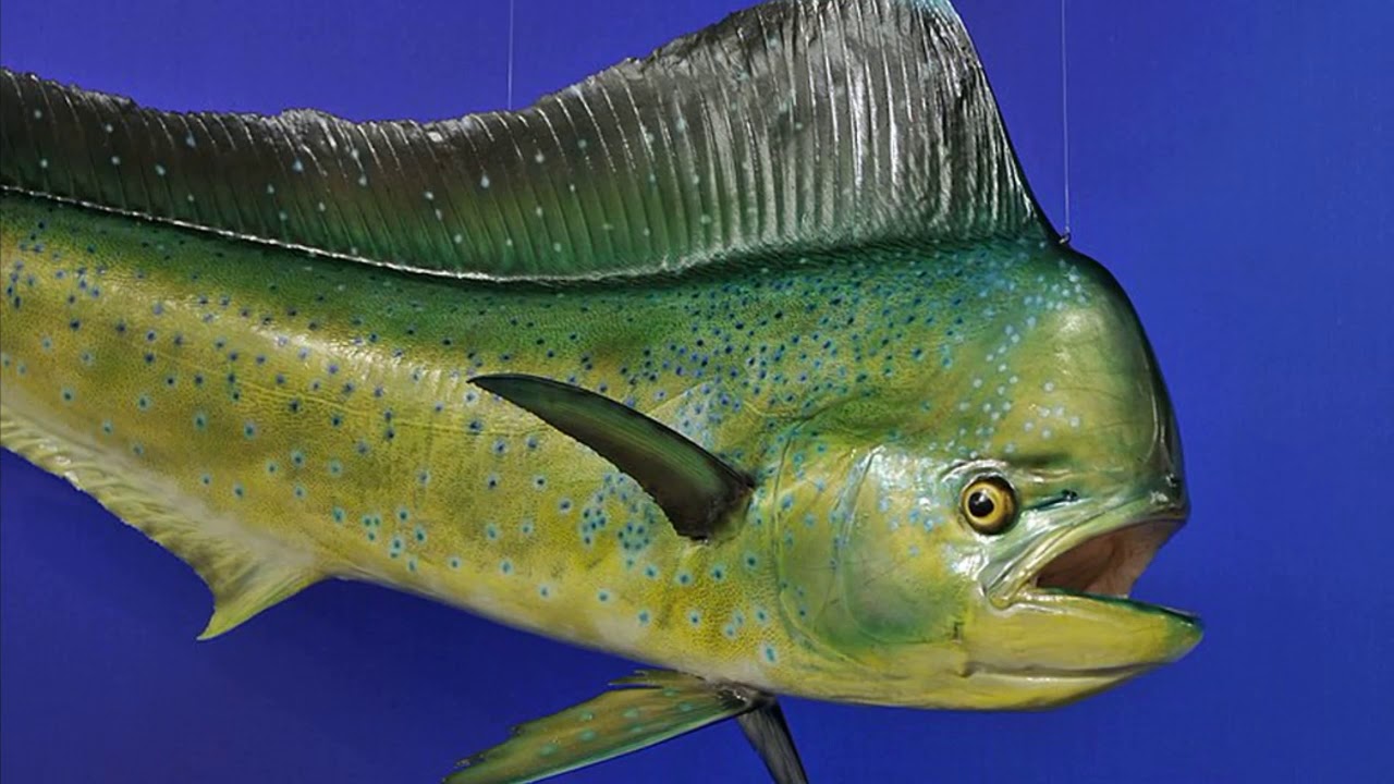 Facts: The Dolphinfish (Mahi-Mahi) 