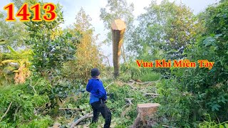 Hết hồn vì gốc cây Cóc bật cao lên gần 3 mét Cutting tree