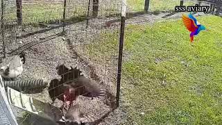 Eagle attack chicken #youtube #free #explore