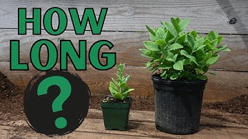 Making Money Growing Plants - How long does it take?