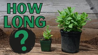 Making Money Growing Plants  How long does it take?