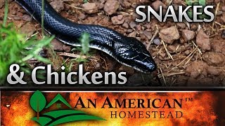 Keep SNAKES Outside Your Chicken Coop - IT WORKS!