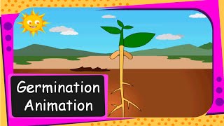 Science - Seed Germination  Animation (From seed to plant)  - English