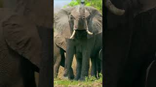 Learn About African Elephants Andys Aquatic Adventures