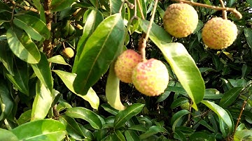 Ngày 25/5 - 3/4/2020, vải thiều (vải ngọt) Lục Ngạn, Bắc Giang đã chín.