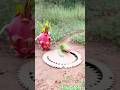 Innovative Cretive Parrot Trap #shorts #viral