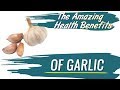 The Amazing Health Benefits Of Garlic