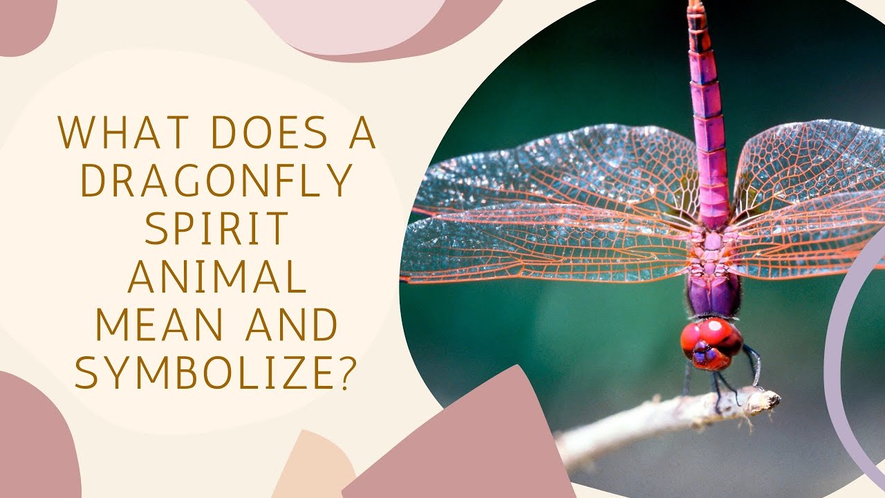 What Does a Dragonfly Spirit Animal Mean and Symbolize? - YouTube