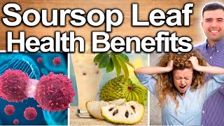 SOURSOP LEAF EVERY DAY!  Best Ways To Take, Uses, Side Effects And Contraindications