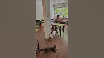 Quán cafe nhỏ xinh đậm style Hàn Quốc với những chú mèo dễ thương tại Sài Gòn ☺️