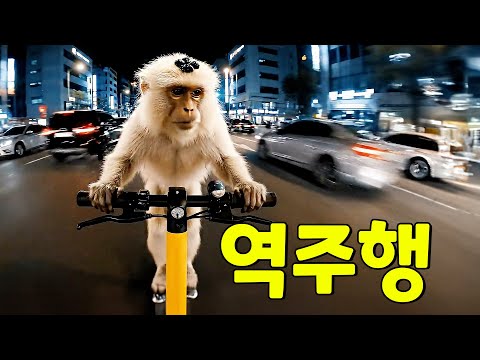 [원숭이 브이로그 탈출79일차]🙈 킥보드 역주행｜Kickboard reverse