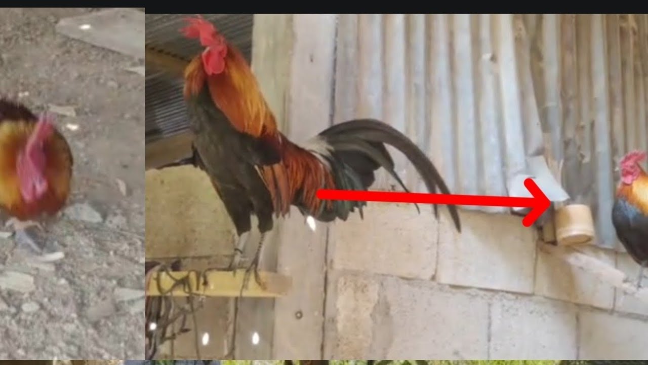 hnub no coj ib tug tij laug mus pauv qaib dib ntawv tus ອາຈານ nplog dua nawb 