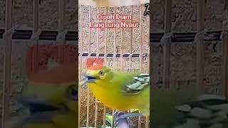 Download Lagu Burung Cipoh Gacor Pancingan Sangat Ampuh Cipoh Diam Langsung Nyaut#sirtugacor #Shorts MP3