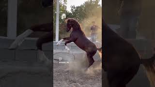 ۲۰ اوت ۲۰۲۵ Resimi