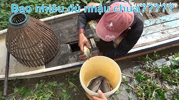 Kéo côn mò cá về làm món nhậu/Cuộc Sống Miền Tây