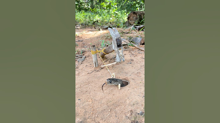 Simple big snake trap #snake #wildlife #survival #shortvideo