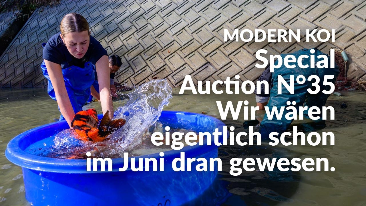 Alle Koi aus der Special Auction No. 35 | Konishi Koi News