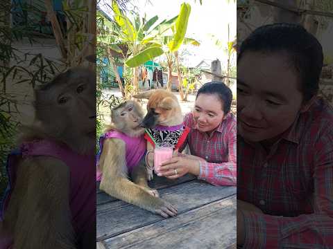 Excellent SokYaa OG ToTo Animals Are So Awesome Shorts