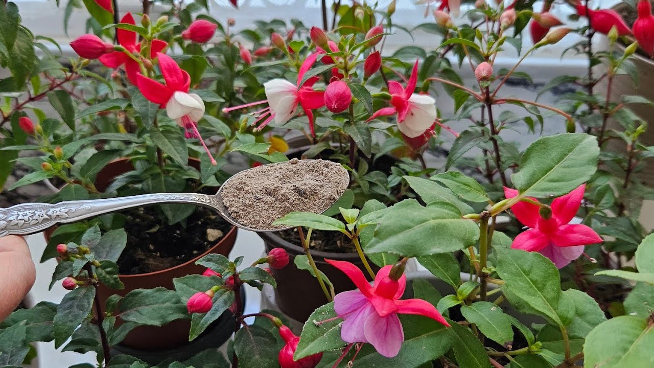 MUCİZE KÜR‼️KURUYAN KÜPE ÇİÇEĞİ NASIL CANLANIR⁉️👈#flowers #çiçek #plants #küpeli #çiçekbakımı