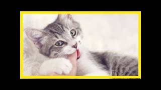 Einsteiger-Tipps für Katzenhalter