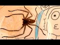 She's Back! Giant Huntsman Spider Quick Get The Dyson