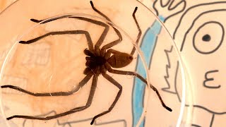 She's Back! Giant Huntsman Spider Quick Get The Dyson