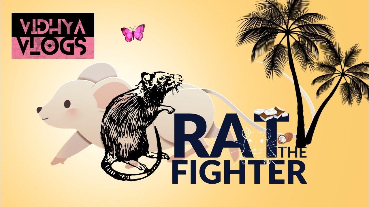 Rat eating coconut 🥥 contry rat ratcoconuteating YouTube