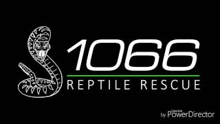 1066 Reptile Rescue™ Burmese Pythons Care