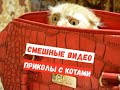 Смешные КОТЫ, КОТИКИ, КОТЯТА #7