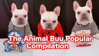 The Animal Buu Compilation | the most Fuuny collection98 #theanimalbuu #dogsofyoutube