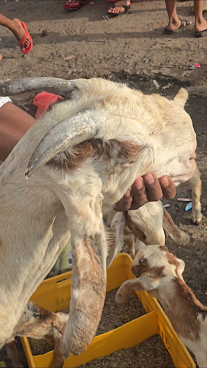 fore sale contact 9029923191