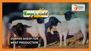 | Kenya's Gold | Dorper sheep for meat production