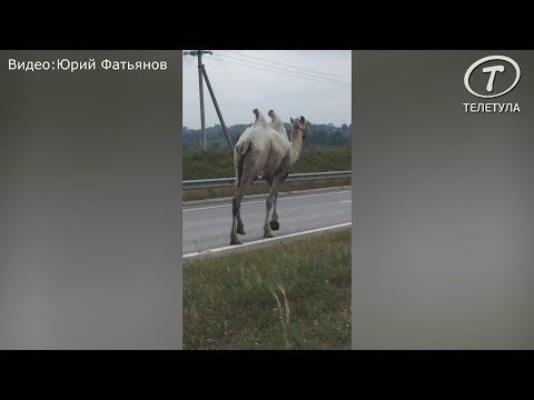 В Тульской области по трассе бегает верблюд