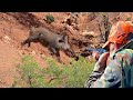 Chasse sanglier au maroc khemisset   wild boar hunting 2024 partie 18