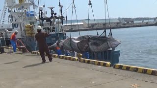 ミンク2頭捕獲 商業捕鯨、釧路沖